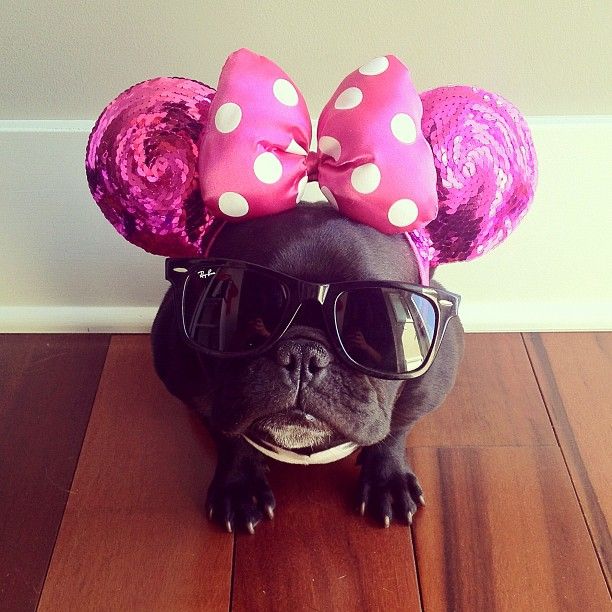 The Hipster French Bulldog Trotter (27 pics)
