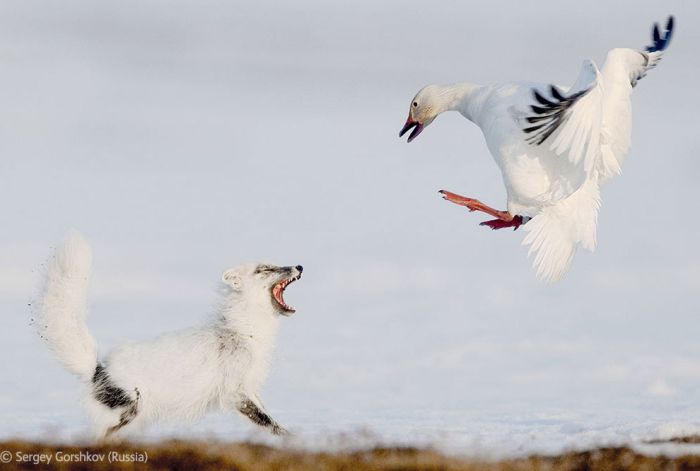The Best Wildlife Photographs of the Year (44 pics)