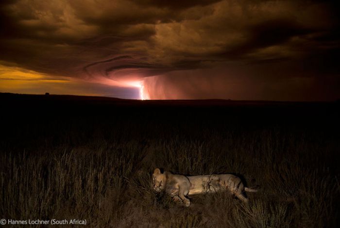 The Best Wildlife Photographs of the Year (44 pics)