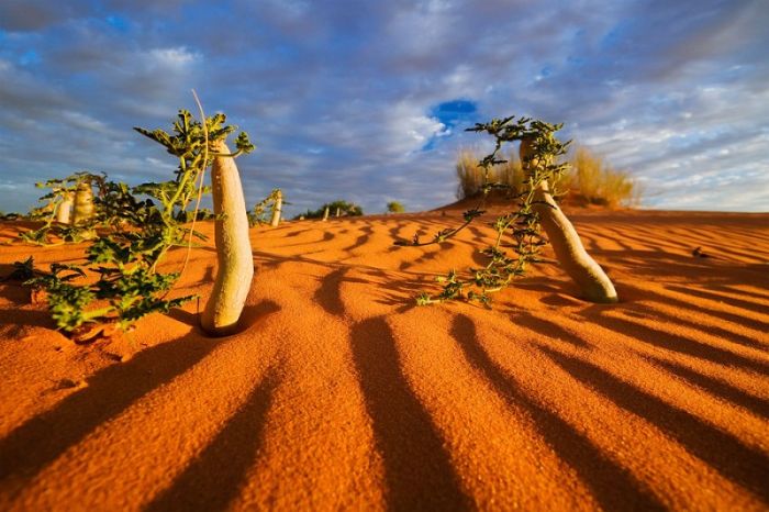 Photographs of South Africa and Namibia (40 pics)