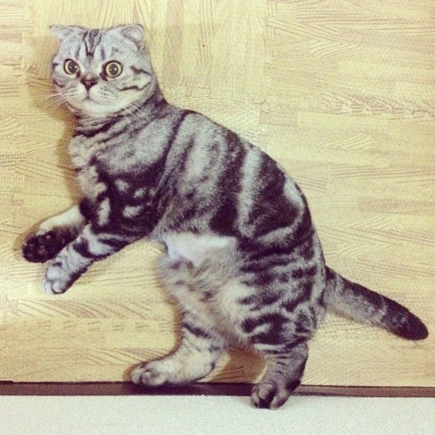 Shishi-Maru Cat is a New Internet Sensation (56 pics)