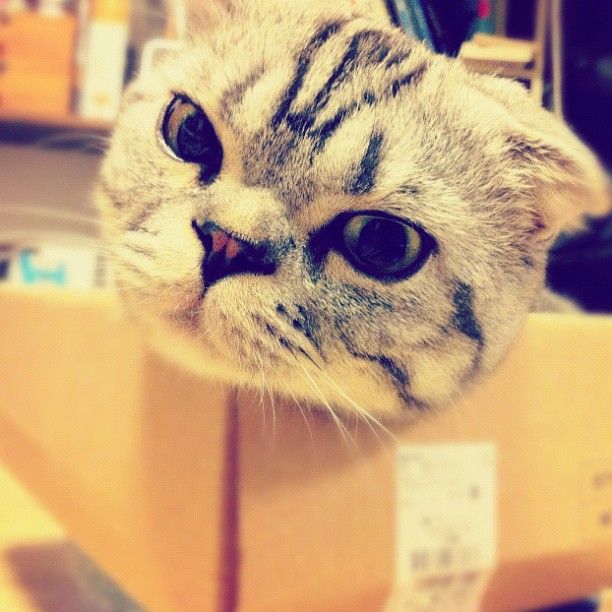 Shishi-Maru Cat is a New Internet Sensation (56 pics)