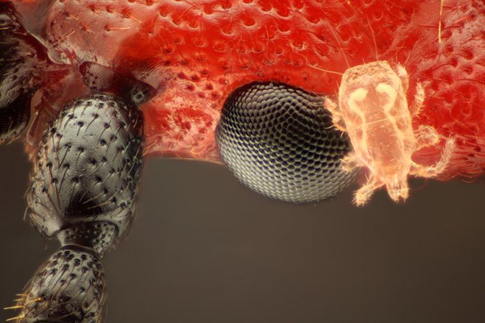 Creepy Microscope Close-Ups (17 pics) Creepy Microscope Close-Ups (17 pics)
