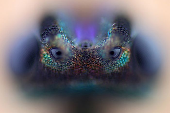 Creepy Microscope Close-Ups (17 pics) Creepy Microscope Close-Ups (17 pics)