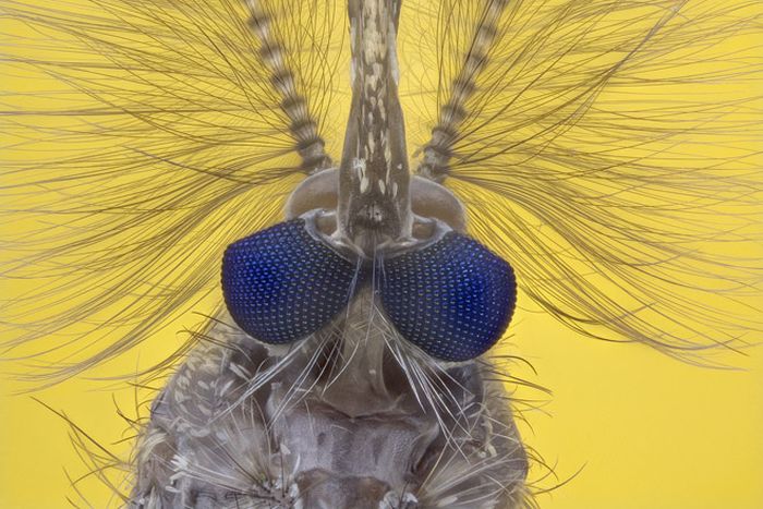 Creepy Microscope Close-Ups (17 pics) Creepy Microscope Close-Ups (17 pics)