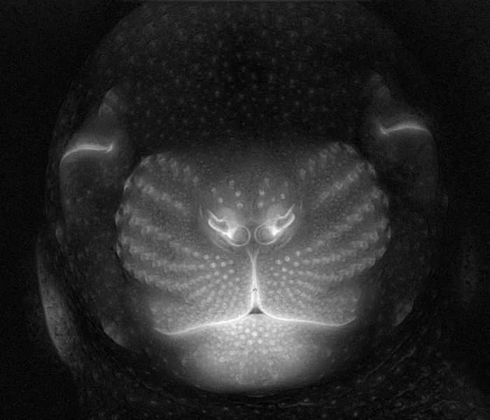 Creepy Microscope Close-Ups (17 pics) Creepy Microscope Close-Ups (17 pics)