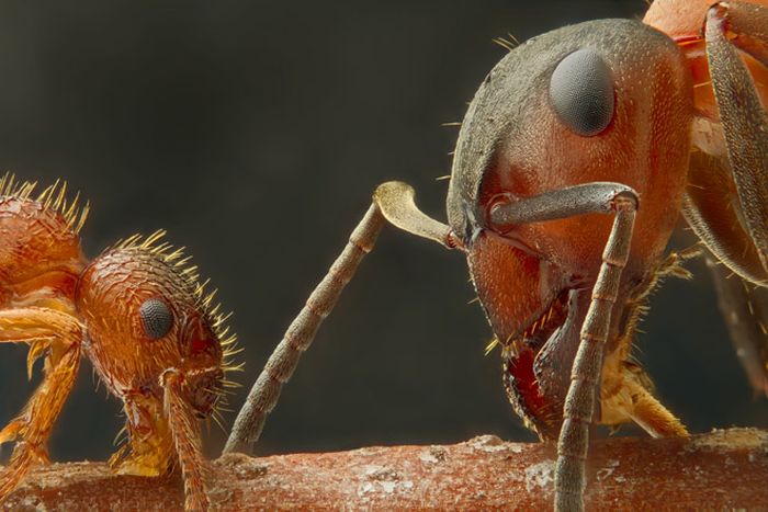 Creepy Microscope Close-Ups (17 pics) Creepy Microscope Close-Ups (17 pics)