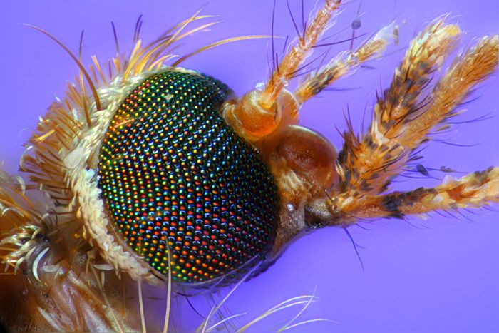 Creepy Microscope Close-Ups (17 pics) Creepy Microscope Close-Ups (17 pics)
