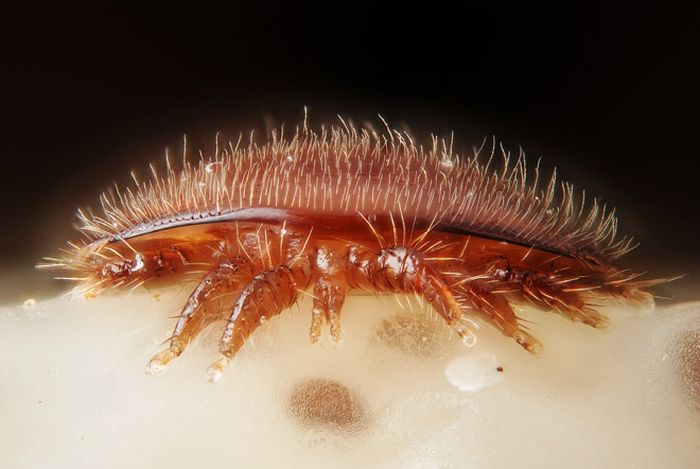 Creepy Microscope Close-Ups (17 pics) Creepy Microscope Close-Ups (17 pics)