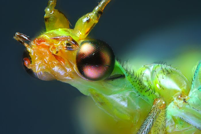 Creepy Microscope Close-Ups (17 pics) Creepy Microscope Close-Ups (17 pics)