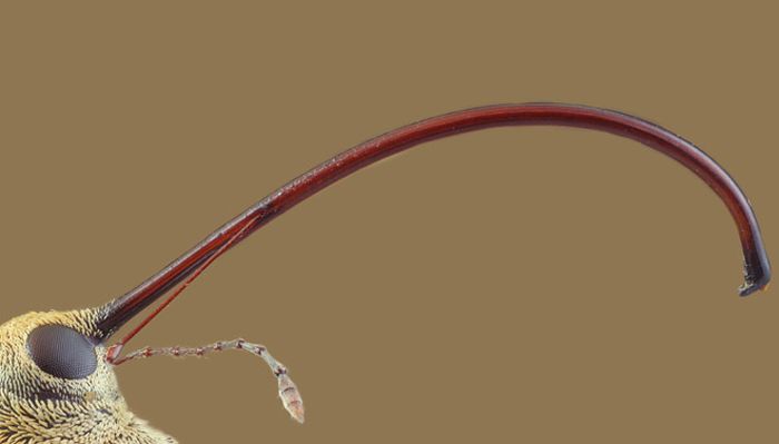 Creepy Microscope Close-Ups (17 pics) Creepy Microscope Close-Ups (17 pics)