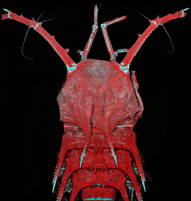 Creepy Microscope Close-Ups (17 pics) Creepy Microscope Close-Ups (17 pics)