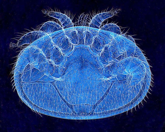 Creepy Microscope Close-Ups (17 pics)