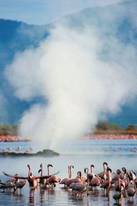 Lake Nakuru's Flamingos (26 pics)