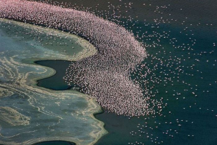 Lake Nakuru's Flamingos (26 pics)