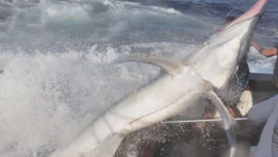 Unexpected Giant Swordfish Attacks The Fisherman's Boat