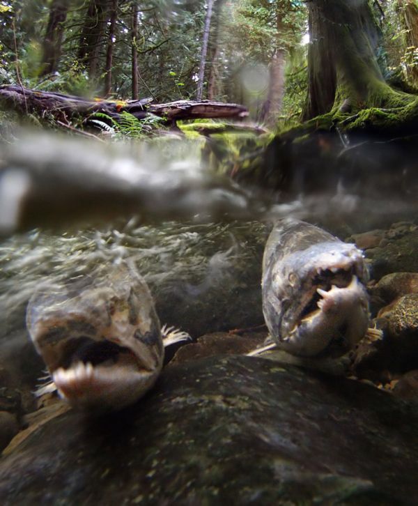 Acid Picdump (108 pics)