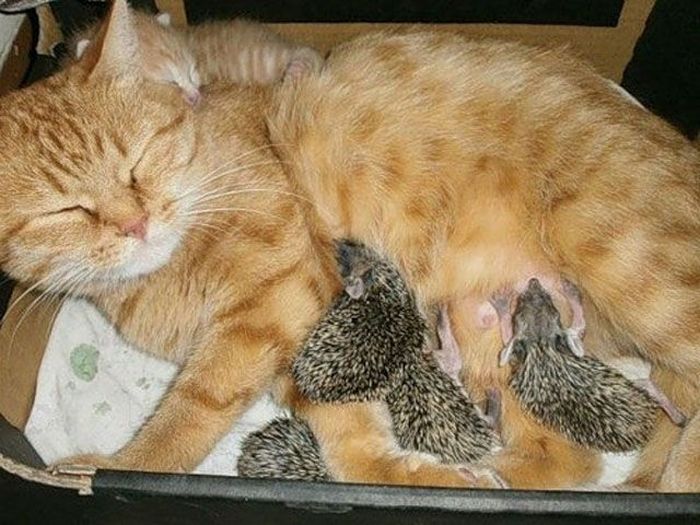 New Mom for Baby Hedgehogs (17 pics)