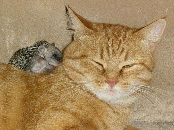 New Mom for Baby Hedgehogs (17 pics)