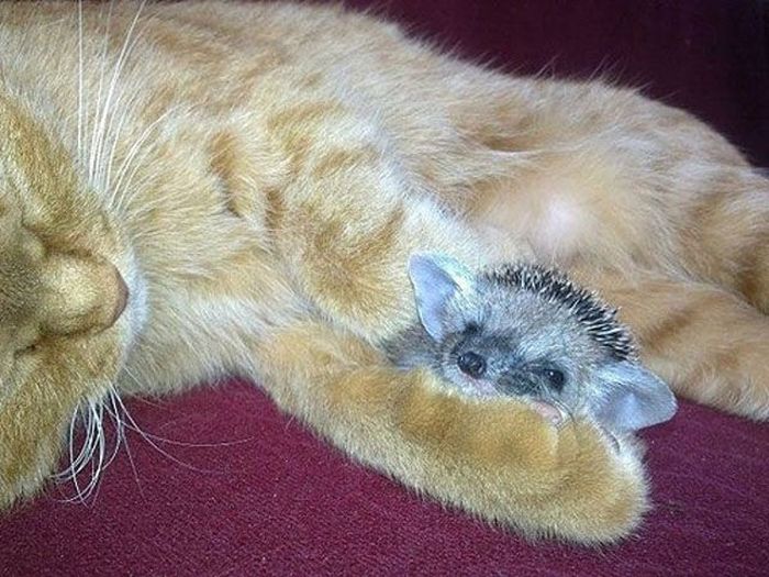 New Mom for Baby Hedgehogs (17 pics)