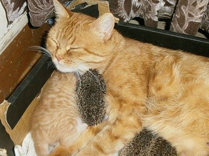 New Mom for Baby Hedgehogs (17 pics)