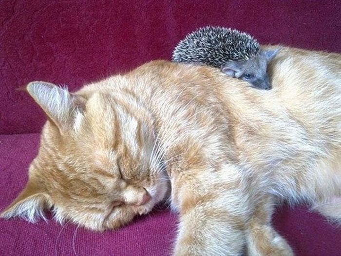 New Mom for Baby Hedgehogs (17 pics)