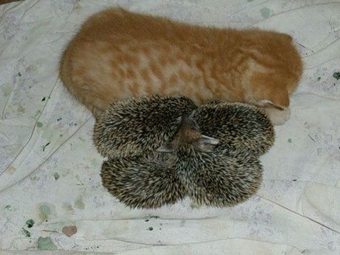 New Mom for Baby Hedgehogs (17 pics)