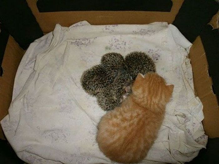 New Mom for Baby Hedgehogs (17 pics)