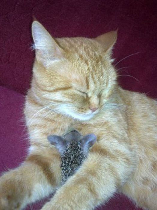 New Mom for Baby Hedgehogs (17 pics)