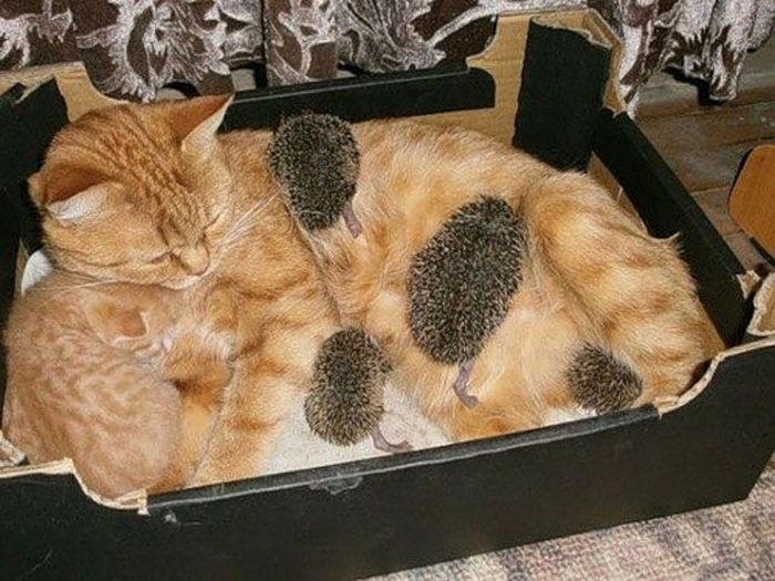 New Mom for Baby Hedgehogs (17 pics)