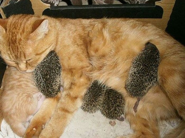 New Mom for Baby Hedgehogs (17 pics)