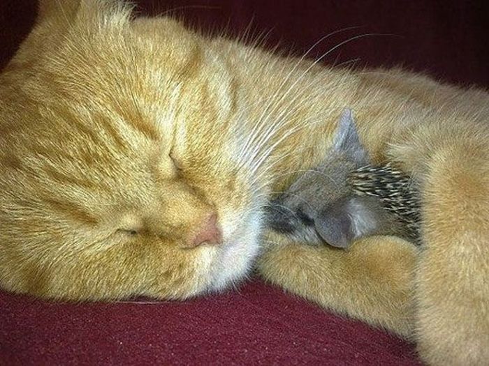 New Mom for Baby Hedgehogs (17 pics)