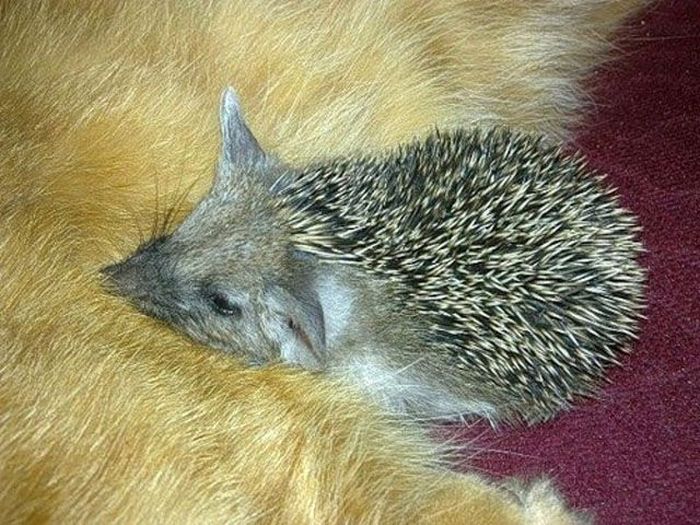 New Mom for Baby Hedgehogs (17 pics)