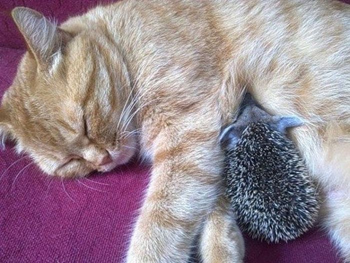 New Mom for Baby Hedgehogs (17 pics)