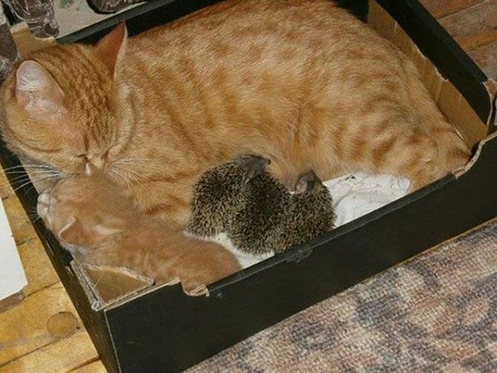 New Mom for Baby Hedgehogs (17 pics)