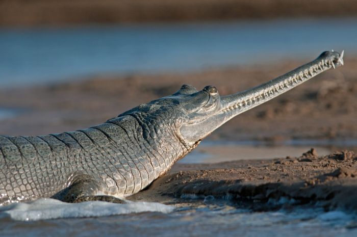 Gharial Photos (19 pics)