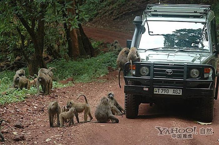 Baboons vs Tourists (23 pics)