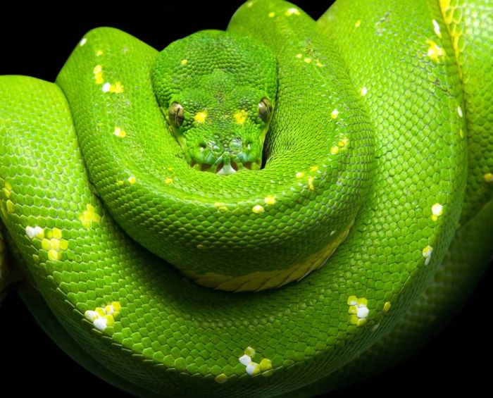 Beautiful Snakes (50 pics)