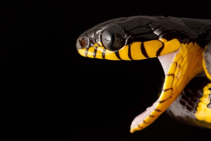 Beautiful Snakes (50 pics)