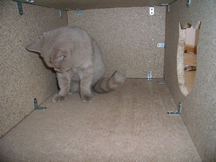 DIY Cat House (40 pics)