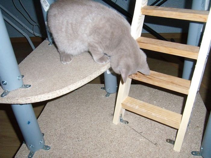 DIY Cat House (40 pics)