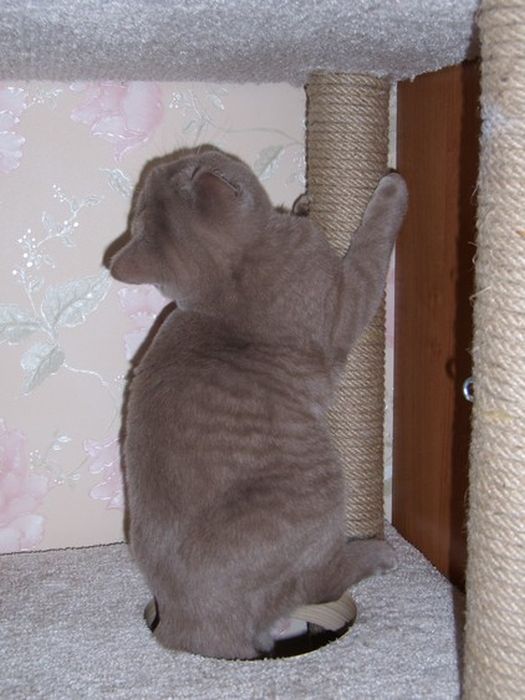 DIY Cat House (40 pics)
