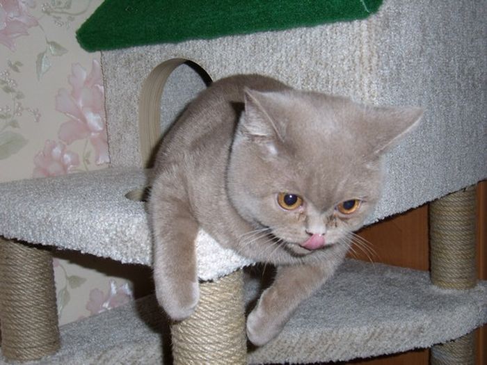 DIY Cat House (40 pics)