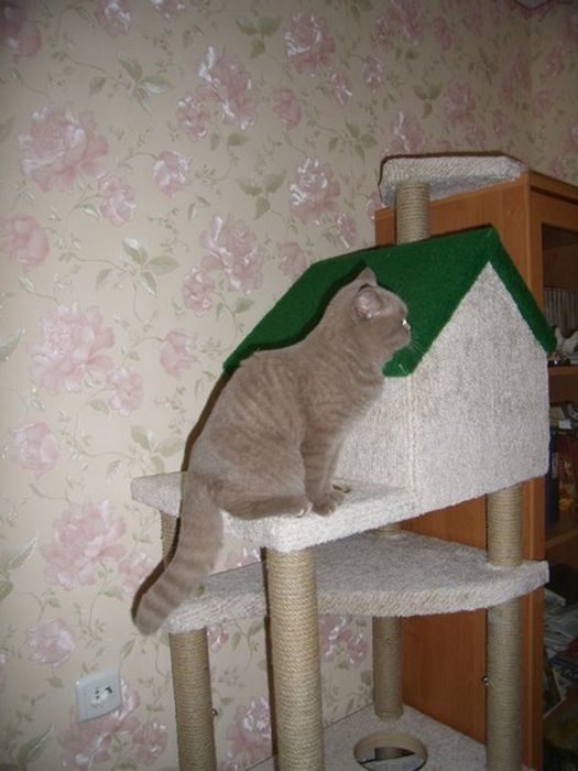 DIY Cat House (40 pics)
