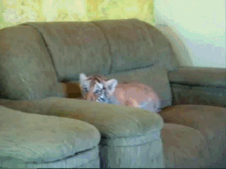 Acid Gifdump (24 gifs)