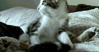 Acid Gifdump (24 gifs)