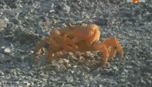 Acid Gifdump (24 gifs)