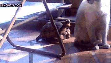 Acid Gifdump (24 gifs)