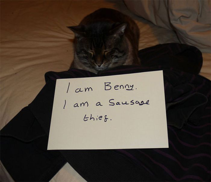 Cat Shaming (25 pics)