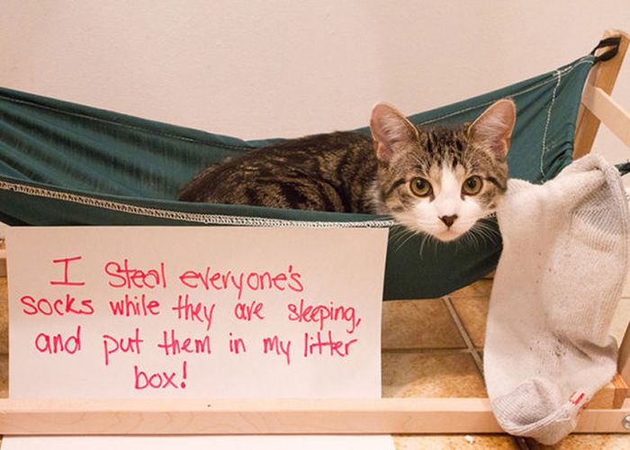 Cat Shaming (25 pics)